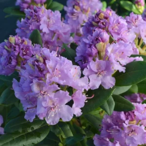 Lavender Queen Rhododendron Plant Gallon Pot Less Pink Lavender Flowers Rhododendrons Azaleas Plant