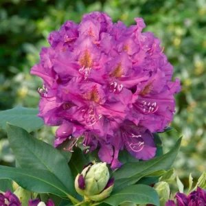 Lavender Queen Rhododendron Plant Gallon Pot Less Pink Lavender Flowers Rhododendrons Azaleas Plant