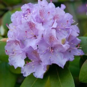 Lavender Queen Rhododendron Plant Gallon Pot Less Pink Lavender Flowers Rhododendrons Azaleas Plant