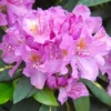 Lavender Rhododendron Plant - Gallon Pot - Ruffled Flowers - Variegated Foliage