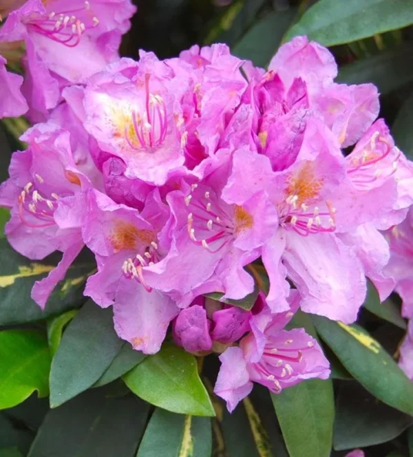 Lavender Rhododendron Plant - Gallon Pot - Ruffled Flowers - Variegated Foliage