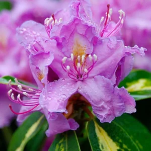 Lavender Rhododendron Plant - Gallon Pot - Ruffled Flowers - Variegated Foliage