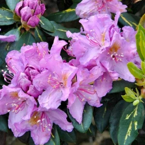 Lavender Rhododendron Plant - Gallon Pot - Ruffled Flowers - Variegated Foliage
