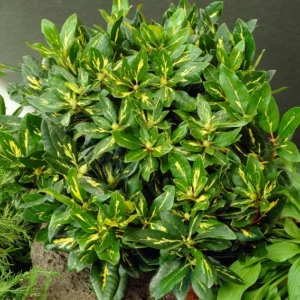 Lavender Rhododendron Plant - Gallon Pot - Ruffled Flowers - Variegated Foliage