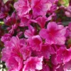 Leslie's Purple Rhododendron Plant - Purple Azalea Flowers 1-3 Year Old - Gallon Pot