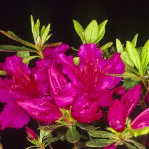 Leslie's Purple Rhododendron Plant - Purple Azalea Flowers 1-3 Year Old - Gallon Pot