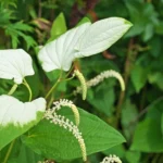 Lizard's Tail Plant Tubers - 3 Bareroot Tubers & 1 Small Live Plant