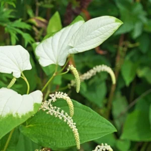 Lizard's Tail Plant Tubers - 3 Bareroot Tubers & 1 Small Live Plant