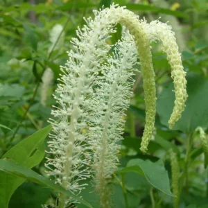 Lizard's Tail Plant Tubers - 3 Bareroot Tubers & 1 Small Live Plant