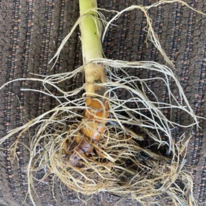 Lizard's Tail Plant Tubers - 3 Bareroot Tubers & 1 Small Live Plant