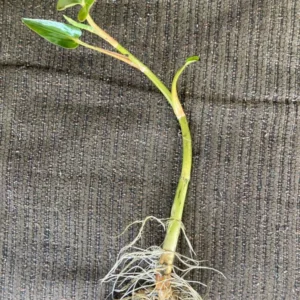 Lizard's Tail Plant Tubers - 3 Bareroot Tubers & 1 Small Live Plant