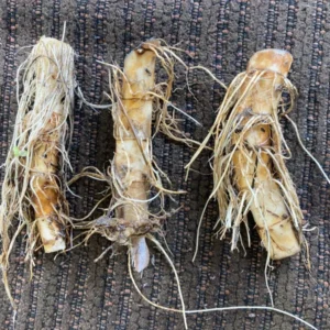 Lizard's Tail Plant Tubers - 3 Bareroot Tubers & 1 Small Live Plant