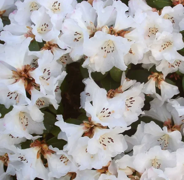 Lucy Lou Rhododendron Plant - 1 Gallon Pot - White Flower Rhododendron Azalea
