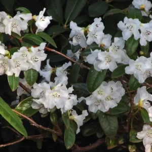 Lucy Lou Rhododendron Plant - 1 Gallon Pot - White Flower Rhododendron Azalea