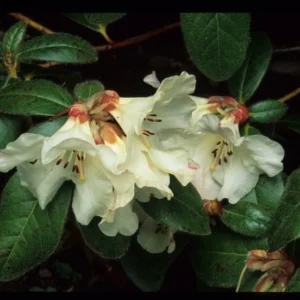 Lucy Lou Rhododendron Plant - 1 Gallon Pot - White Flower Rhododendron Azalea