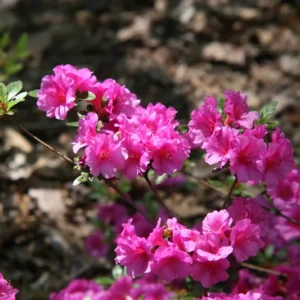 Marusaki Shikibu Rhododendron Plant - Pink Rhododendron Flowers - 1 Gallon - Azalea Plant