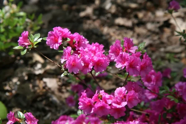 Marusaki Shikibu Rhododendron Plant - Pink Rhododendron Flowers - 1 Gallon - Azalea Plant