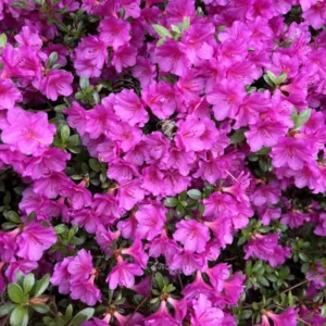 Marusaki Shikibu Rhododendron Plant - Pink Rhododendron Flowers - 1 Gallon - Azalea Plant