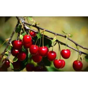 Montmorency Pie Cherry Tree Bare Root Live Plant - Fruit Tree - 2 Years Old 3-4 Feet Tall