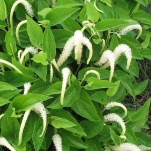 Lizard's Tail Plant Tubers - 3 Bareroot Tubers & 1 Small Live Plant