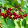 Montmorency Pie Cherry Tree Bare Root Live Plant - Fruit Tree - 2 Years Old 3-4 Feet Tall