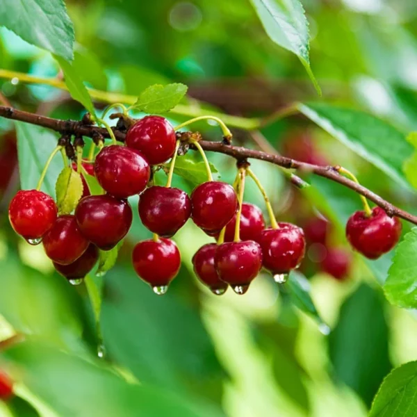 Montmorency Pie Cherry Tree Bare Root Live Plant - Fruit Tree - 2 Years Old 3-4 Feet Tall