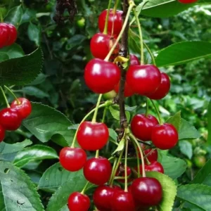 Montmorency Pie Cherry Tree Bare Root Live Plant - Fruit Tree - 2 Years Old 3-4 Feet Tall