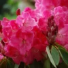 Mrs. Bernice Baker Rhododendron Plant - Reddish-Pink Flowers - 1 Gallon Pot - Rhododendrons Azaleas