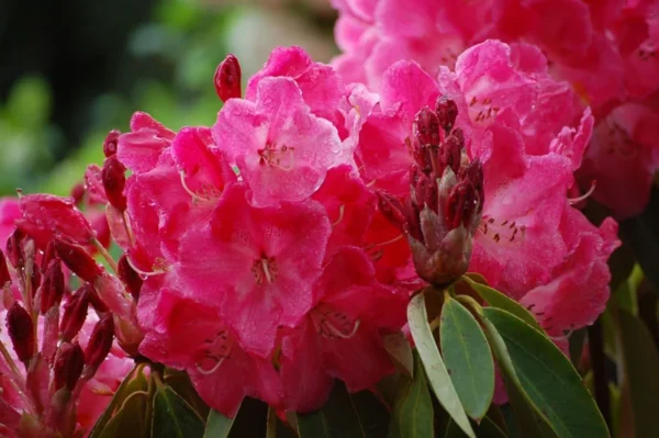 Mrs. Bernice Baker Rhododendron Plant - Reddish-Pink Flowers - 1 Gallon Pot - Rhododendrons Azaleas