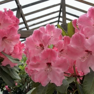 Mrs. Bernice Baker Rhododendron Plant - Reddish-Pink Flowers - 1 Gallon Pot - Rhododendrons Azaleas