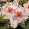 Mrs. T.H. Lowinsky Rhododendron Plant - Gallon Pot, White-Purple Flowers