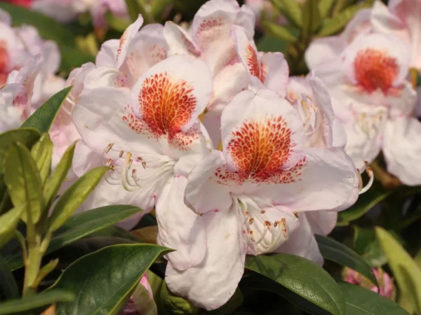 Mrs. T.H. Lowinsky Rhododendron Plant - Gallon Pot, White-Purple Flowers