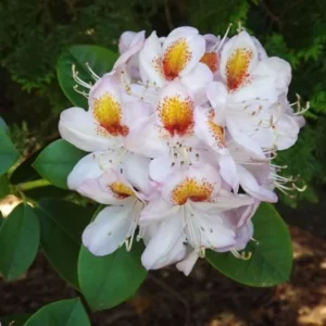 Mrs. T.H. Lowinsky Rhododendron Plant - Gallon Pot, White-Purple Flowers