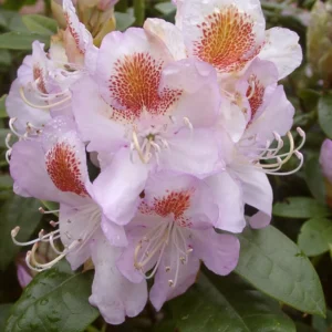 Mrs. T.H. Lowinsky Rhododendron Plant - Gallon Pot, White-Purple Flowers