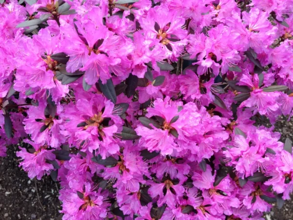 Northern Starburst Rhododendron Plant - Rich Pink Flowers - 1 Gallon Pot - Hardy Azalea