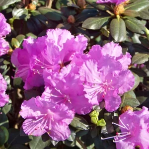 Northern Starburst Rhododendron Plant - Rich Pink Flowers - 1 Gallon Pot - Hardy Azalea
