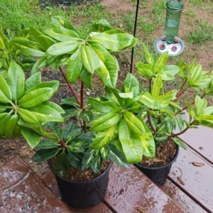 Clear-Pink Rhododendron Plant - Gallon Pot Size - Flowering Shrub