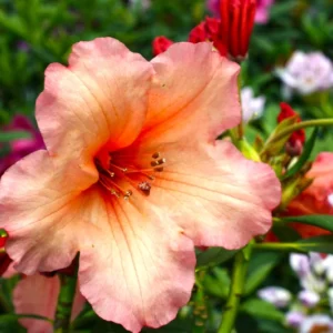 Old Copper Rhododendron Plant - Orange Rhododendron Flowers - 1 Gallon Pot - Garden Plant