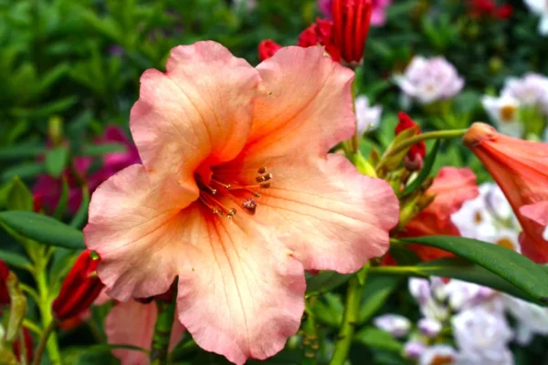 Old Copper Rhododendron Plant - Orange Rhododendron Flowers - 1 Gallon Pot - Garden Plant