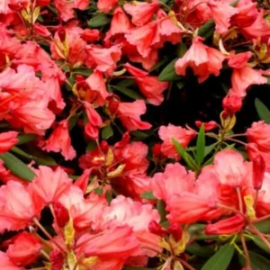 Old Copper Rhododendron Plant - Orange Rhododendron Flowers - 1 Gallon Pot - Garden Plant