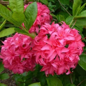 Rhododendron Plant - Rose Pink Flowers - Gallon Pot Size, 1-3 Year Old Azaleas Plant