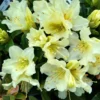 Patty Bee Rhododendron Plant - Dwarf Yellow Flowers - 1 Gallon Pot - Garden Bonsai