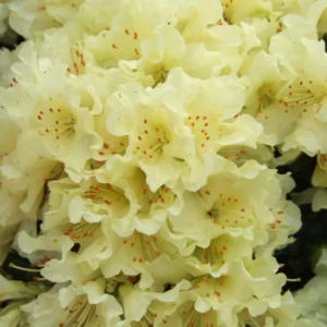 Patty Bee Rhododendron Plant - Dwarf Yellow Flowers - 1 Gallon Pot - Garden Bonsai