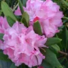 Peppermint Twist Rhododendron Plant - Gallon Pot - Pink and White Blooms