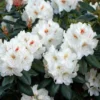 Phyllis Korn Rhododendron Plant - Creamy Yellow Flowers - 1 Gallon Pot - Garden Azalea
