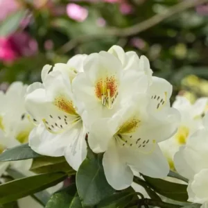 Phyllis Korn Rhododendron Plant - Creamy Yellow Flowers - 1 Gallon Pot - Garden Azalea