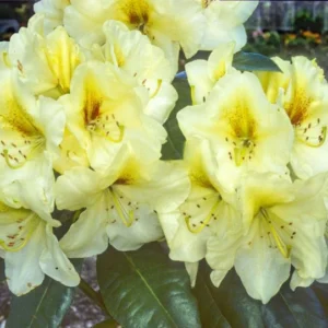 Phyllis Korn Rhododendron Plant - Creamy Yellow Flowers - 1 Gallon Pot - Garden Azalea