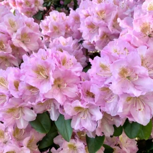 Pink Rhododendron Plant - Delicate Flowers, 1-3 Year Old, Gallon Pot Size