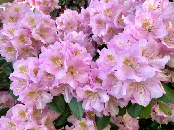 Pink Rhododendron Plant - Delicate Flowers, 1-3 Year Old, Gallon Pot Size