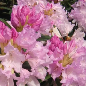 Pink Rhododendron Plant - Delicate Flowers, 1-3 Year Old, Gallon Pot Size